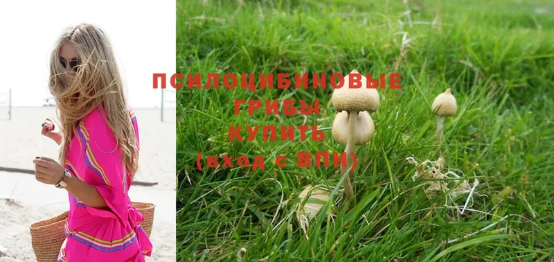 Псилоцибиновые грибы Psilocybe  Старая Купавна 